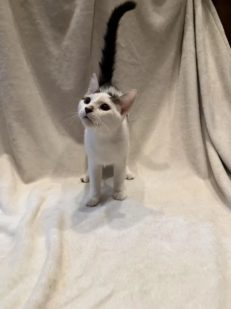 A young medium-sized female Tabby (Gray / Blue / Silver) Domestic Short Hair cat named Panda for adoption in Cordova, TN