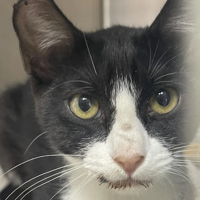 A young small-sized female Black Domestic Short Hair cat named Sweet Baby for adoption in Donalsonville, GA
