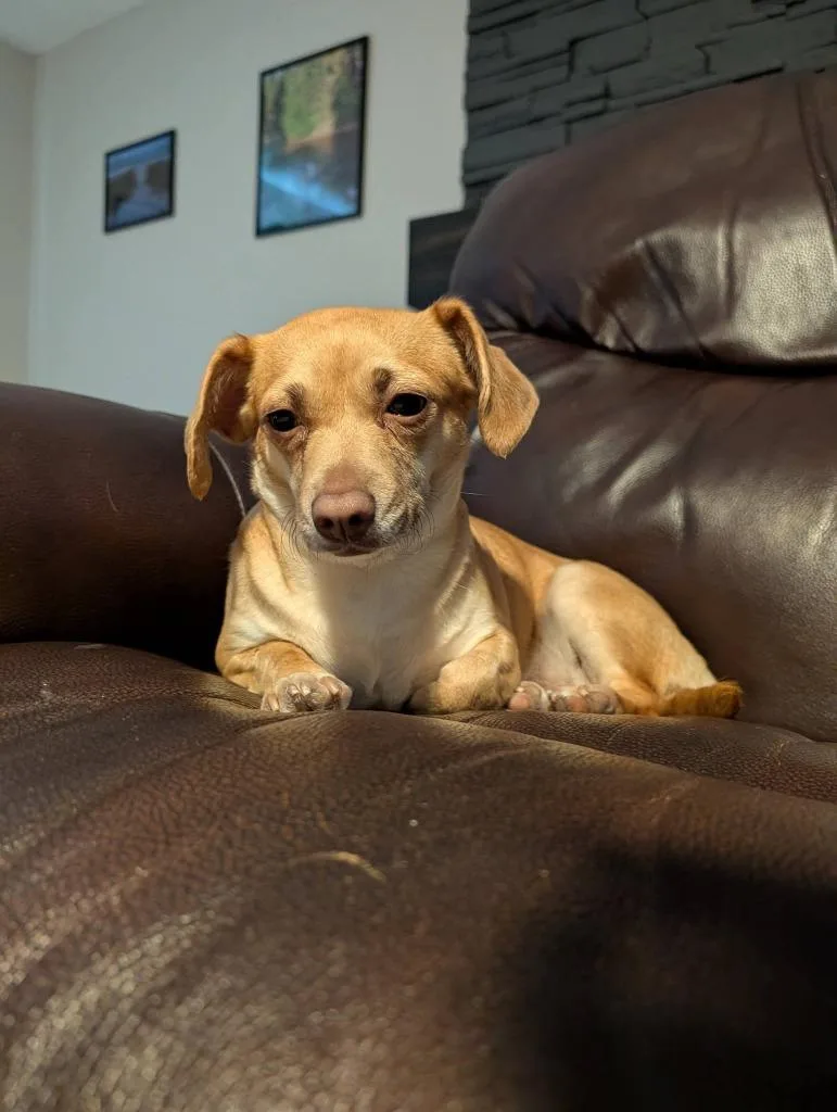 A young small-sized female Chihuahua dog named Niecy for adoption in Indianola, IA