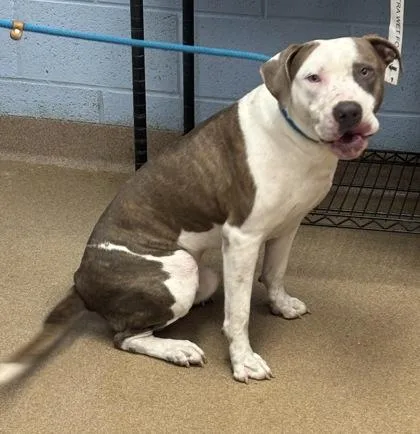 A young large-sized male Mixed Breed dog named Theory for adoption in Chamblee, GA