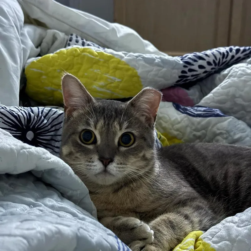 An adult medium-sized female Gray / Blue / Silver Domestic Short Hair cat named Honey for adoption in Medina, OH