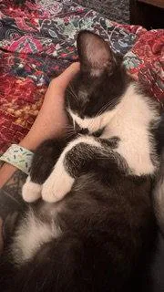 A baby medium-sized male Black & White / Tuxedo Domestic Short Hair cat named Vernon for adoption in Wheaton, IL