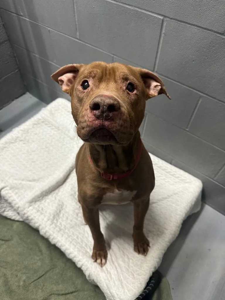 A senior large-sized male American Staffordshire Terrier dog named Browny for adoption in Ewing, NJ