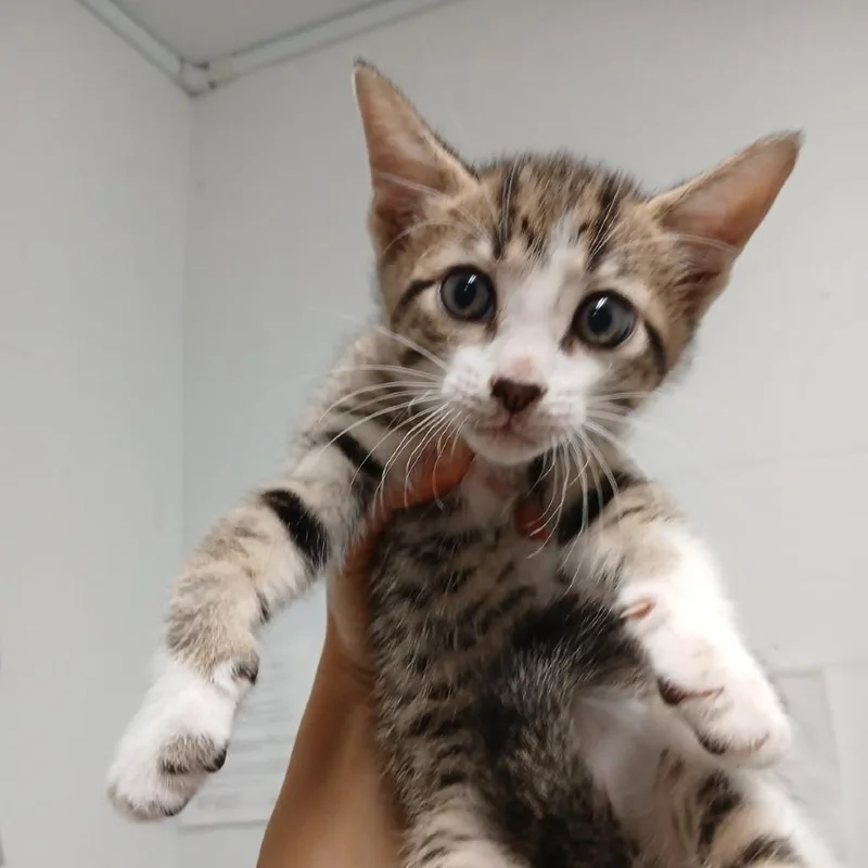 A baby small-sized male White Domestic Short Hair cat named Pesto for adoption in New York, NY