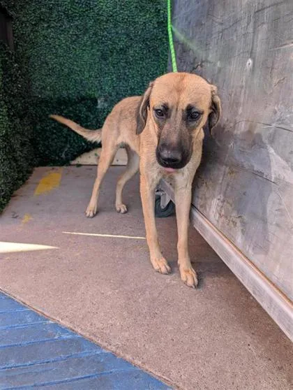 A young medium-sized female Yellow / Tan / Blond / Fawn Shepherd dog named Maize for adoption in El Paso, TX