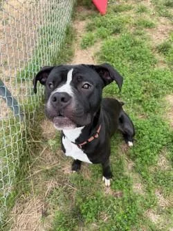 Koda