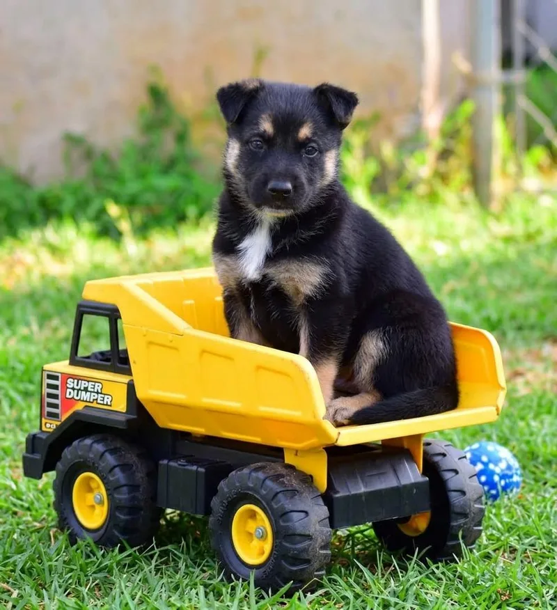 A baby medium-sized male Black Mixed Breed dog named Winchester for adoption in Mayer, AZ
