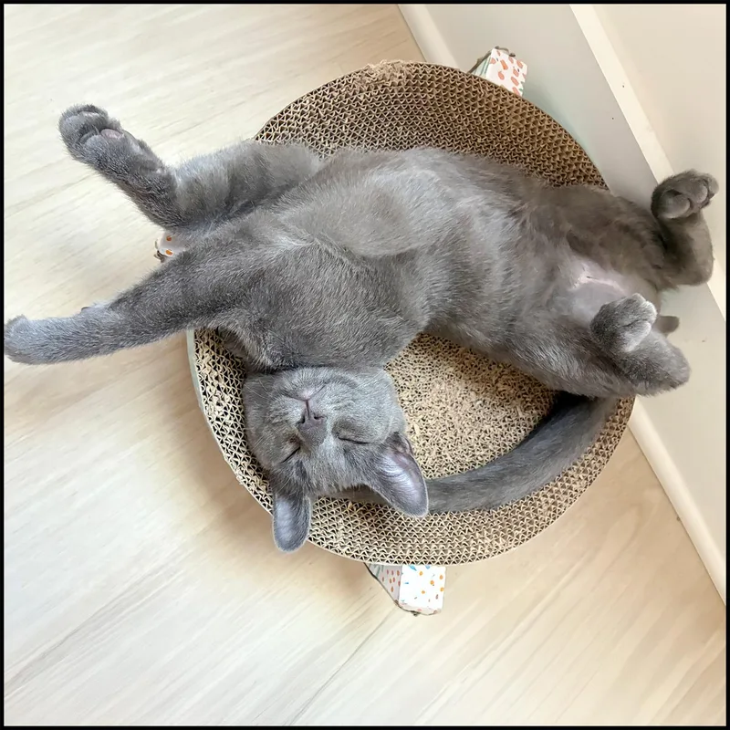 A young medium-sized male Gray / Blue / Silver Domestic Short Hair cat named Chevy for adoption in Roswell, GA