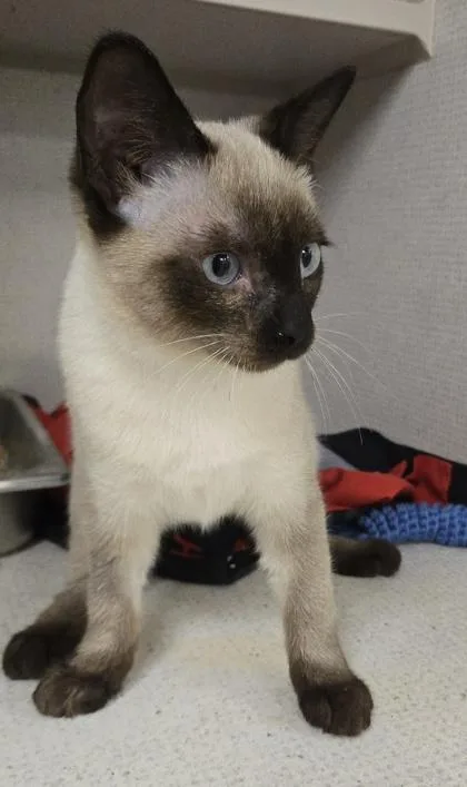 A baby small-sized female Domestic Short Hair cat named Bindi for adoption in East Brookfield, MA