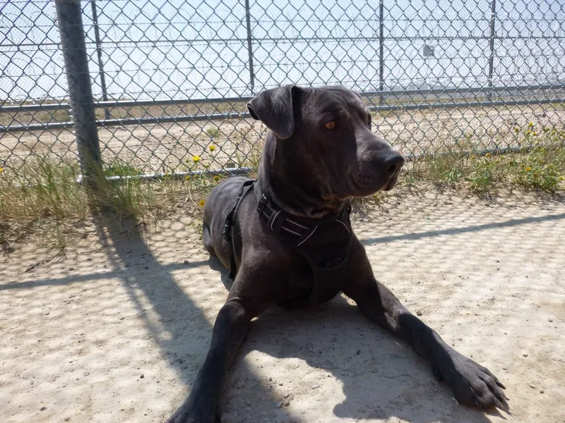 A young large-sized male Gray / Blue / Silver Labrador Retriever dog named Enzo CAGED TO SAVED for adoption in Rawlins, WY