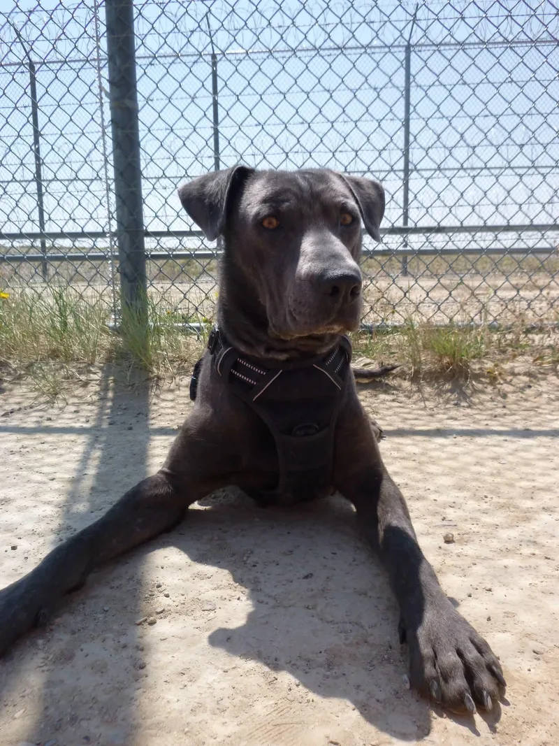 Enzo CAGED TO SAVED thumbnail 2