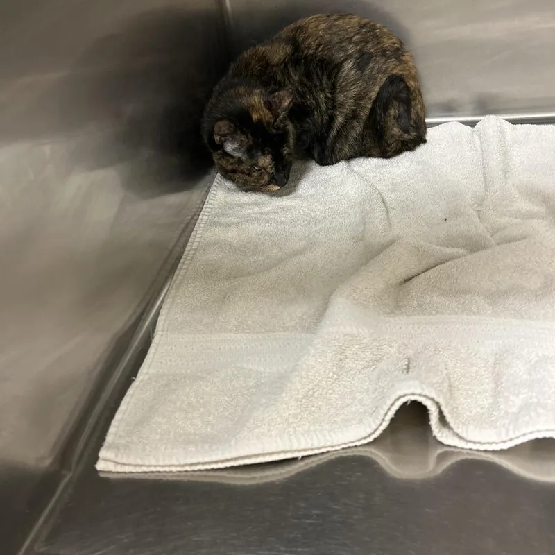 An adult medium-sized female Domestic Short Hair cat named Ollie ollie for adoption in Ottawa, KS
