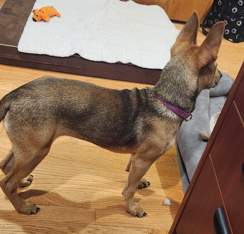 A baby medium-sized female Shepherd dog named Ali CA for adoption in Hillside, IL
