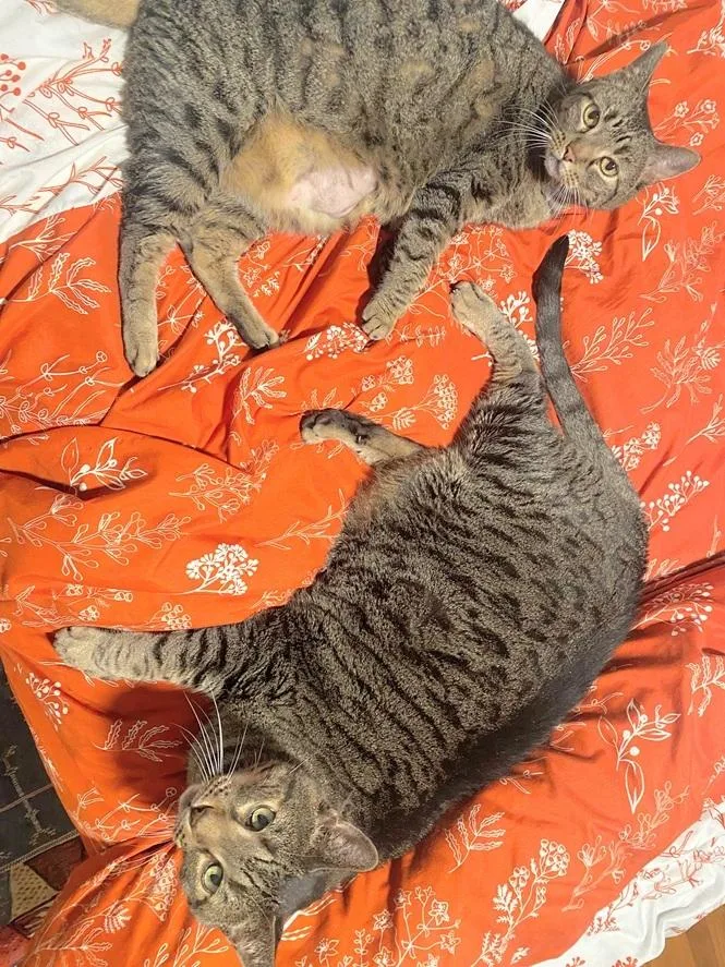 A young large-sized female Tabby (Brown / Chocolate) Domestic Short Hair cat named Lily for adoption in Melrose, MA