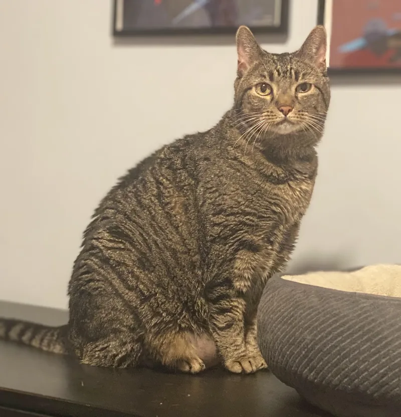 Lily thumbnail 3