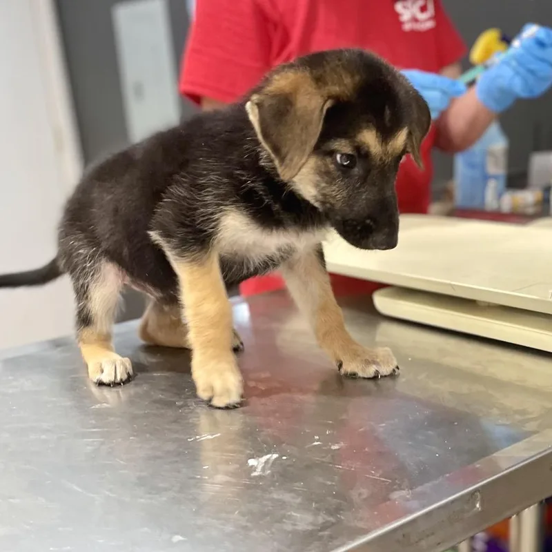 A baby small-sized male Black German Shepherd Dog dog named Arrow for adoption in Livingston, TX
