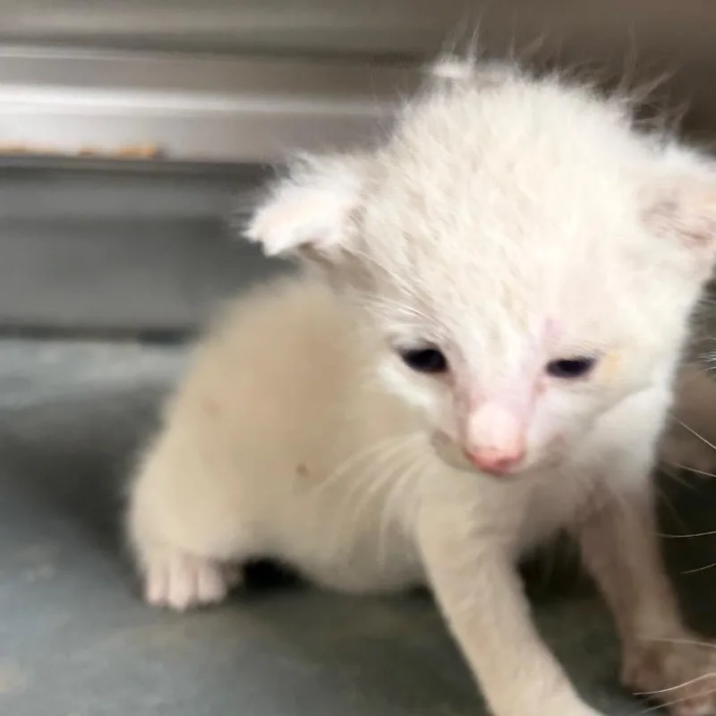 A baby small-sized female Domestic Short Hair cat named Friskies for adoption in Edinburg, TX
