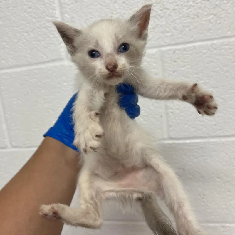 Friskies thumbnail 2