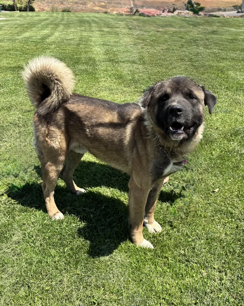 A young large-sized male Tricolor (Brown, Black, & White) Akita dog named Rocky for adoption in Woodland Hills, CA