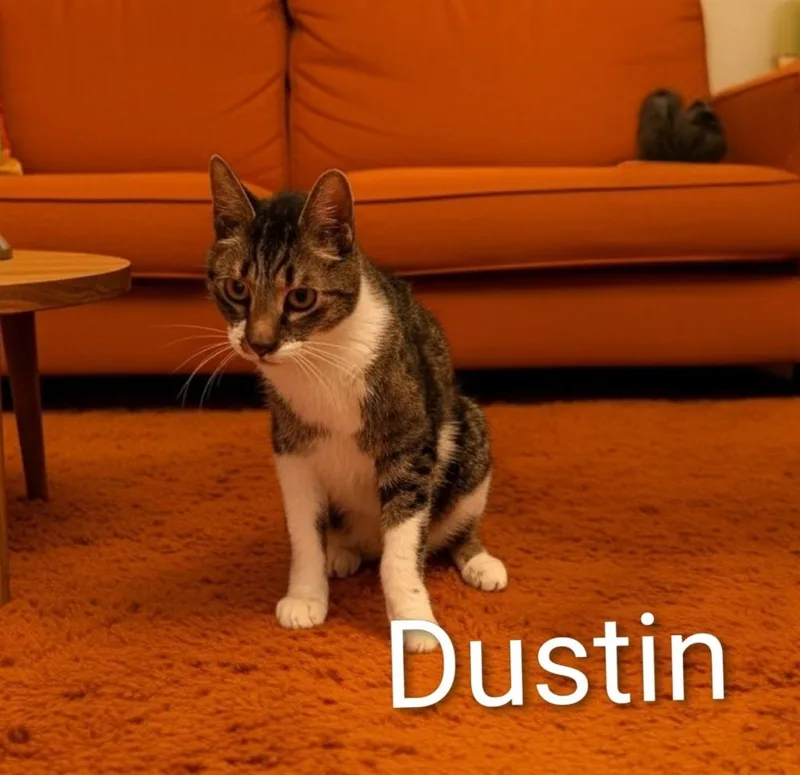 An adult medium-sized male Domestic Short Hair cat named Dustin for adoption in Jim Thorpe, PA
