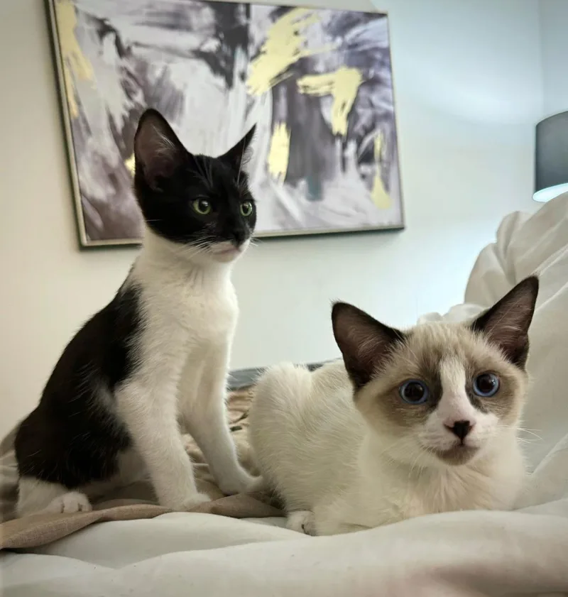 A young medium-sized female Black Domestic Short Hair cat named Sandy Summer Bonded With for adoption in Chandler, AZ