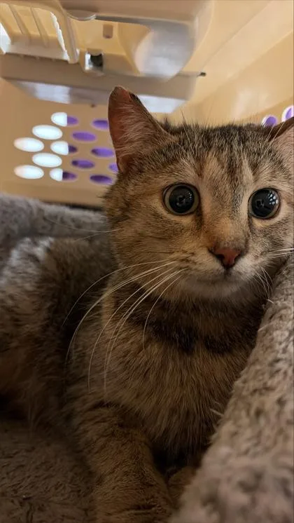 An adult small-sized female Domestic Short Hair cat named Peppermint Mocha for adoption in West Chester, PA