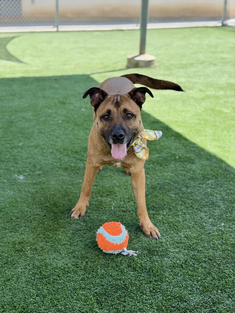 Smokey URGENT