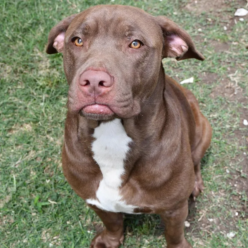 An adult medium-sized male Brown / Chocolate Chesapeake Bay Retriever dog named Maddox for adoption in Beaumont, TX