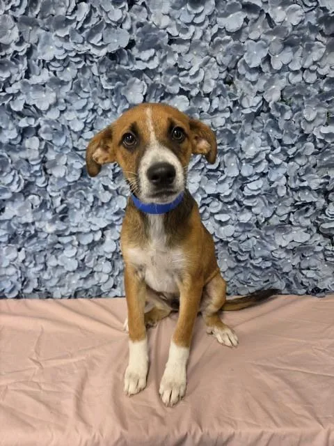 A young small-sized male Shepherd dog named Clyde for adoption in Bakersfield, CA