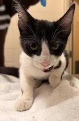 A baby medium-sized male Black & White / Tuxedo Domestic Short Hair cat named Popcorn for adoption in Redmond, OR