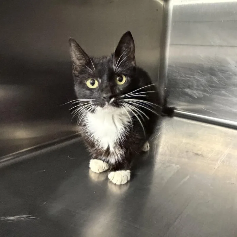 An adult medium-sized female Black Domestic Short Hair cat named Mlb for adoption in Marion, VA