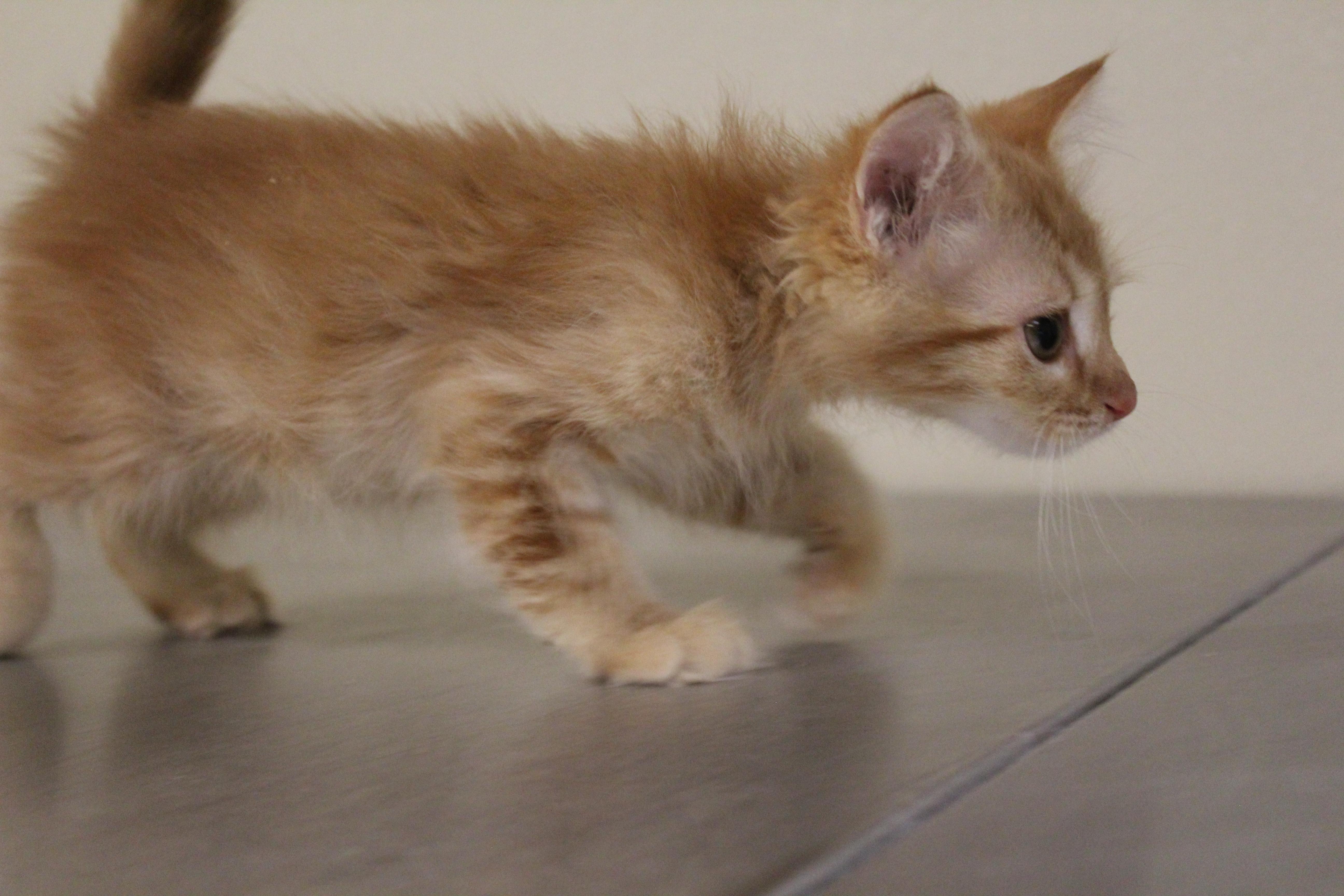 A baby medium-sized male Tabby (Orange / Red) Domestic Medium Hair cat named French Fry for adoption in Yucca Valley, CA