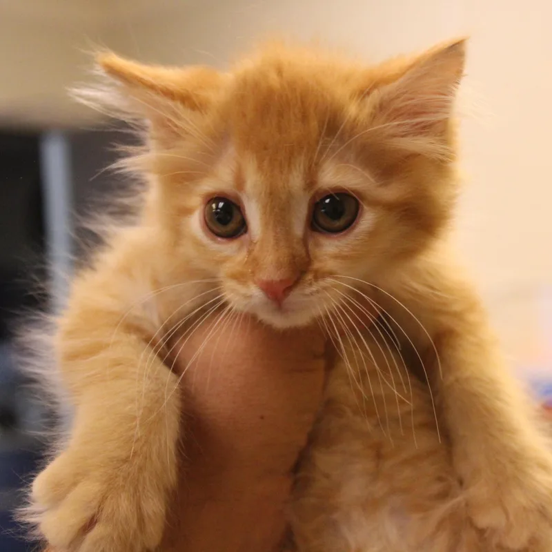 French Fry thumbnail 3