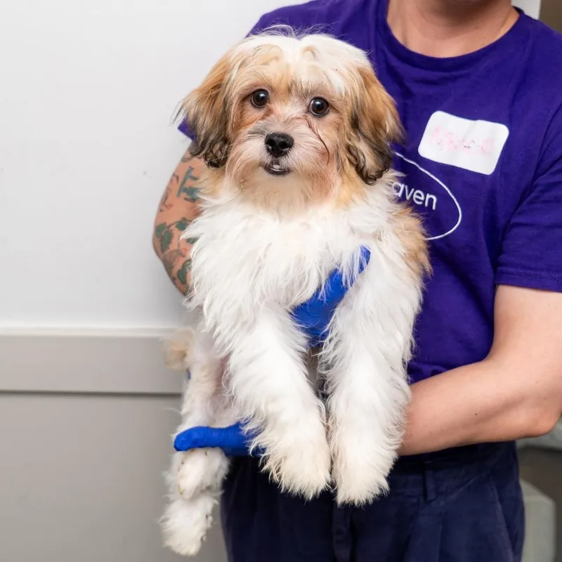 A baby small-sized male White / Cream Bichon Frise dog named Oreo for adoption in New York, NY