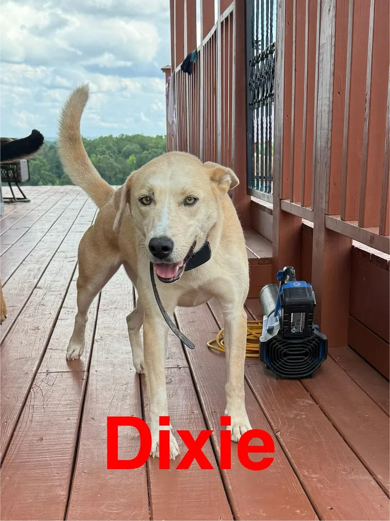 Dixie thumbnail 3