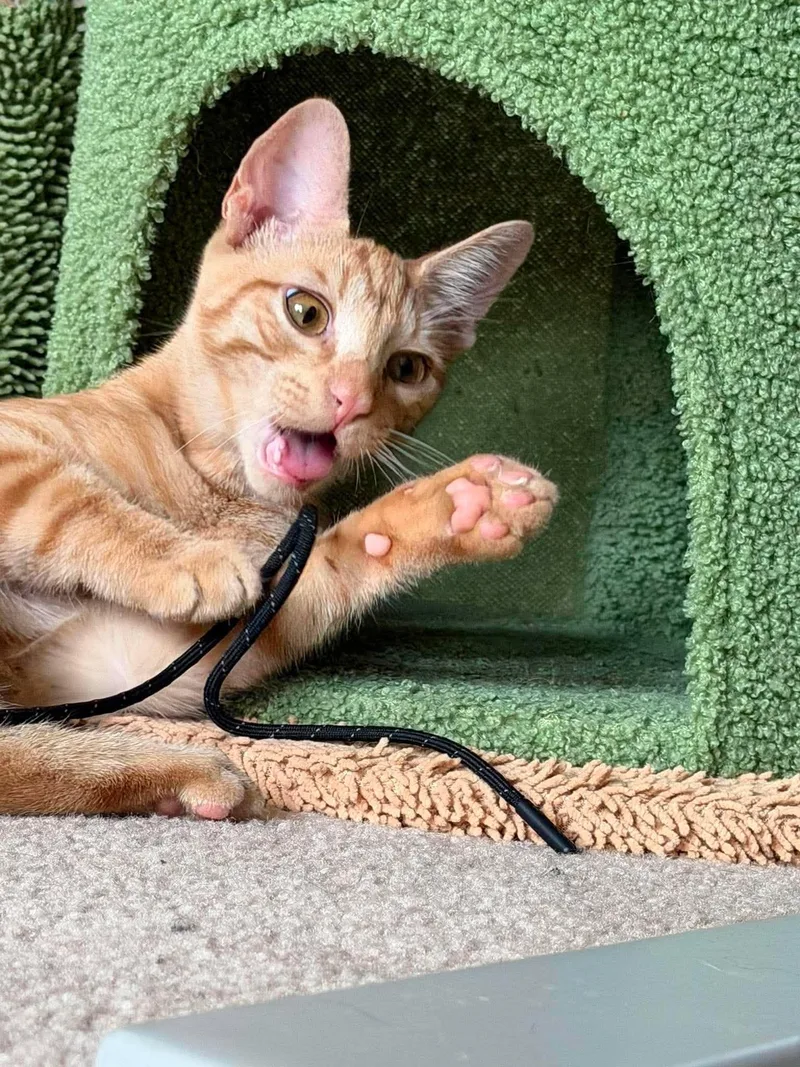 A young medium-sized male Orange & White Domestic Short Hair cat named Blaze for adoption in Avondale, PA