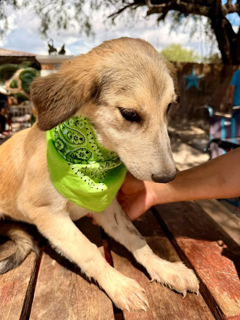 A baby medium-sized female Golden Retriever dog named Freya for adoption in Gregory, TX