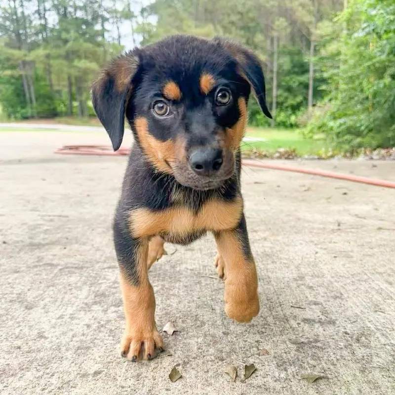 A baby large-sized female Mixed Breed dog named Arin Frankle for adoption in Groveland, MA