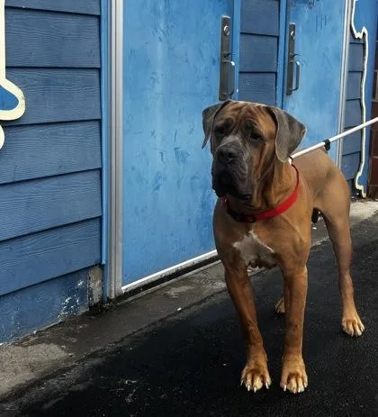 Simba