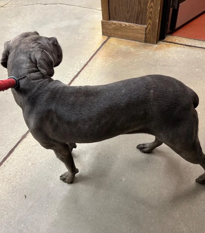 A young large-sized female Cane Corso dog named Shronda for adoption in Douglasville, GA