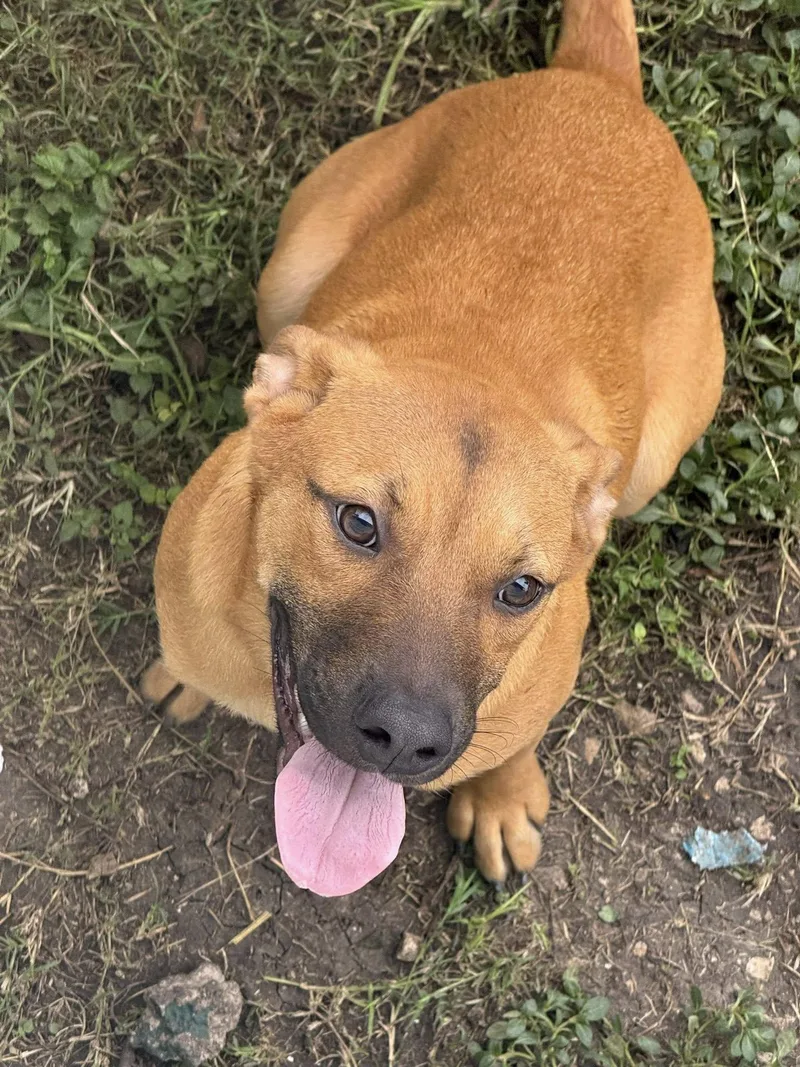 A young medium-sized female Golden Boxer dog named Jackie for adoption in Boston, MA