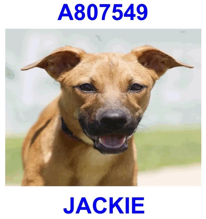 Jackie thumbnail 2