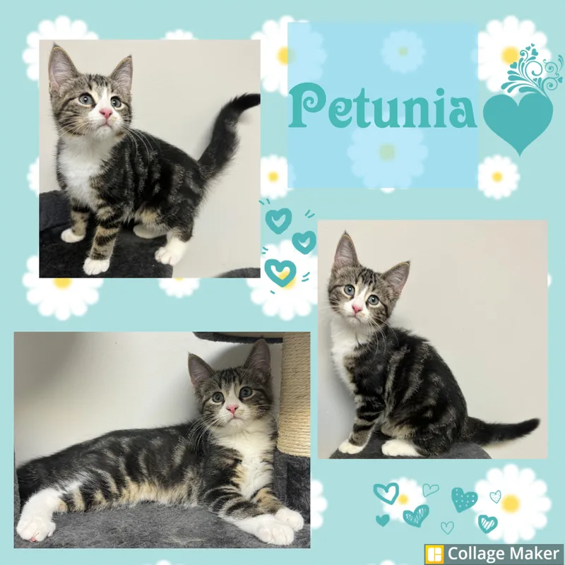 A young medium-sized female Domestic Short Hair cat named Petunia for adoption in Clearfield, PA