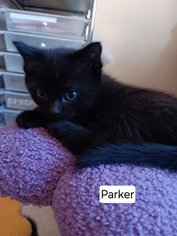 A baby small-sized male Domestic Short Hair cat named Parker for adoption in McMinnville, OR