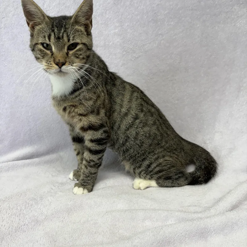 A young medium-sized female Tabby (Brown / Chocolate) Domestic Short Hair cat named Sophie for adoption in Valdosta, GA