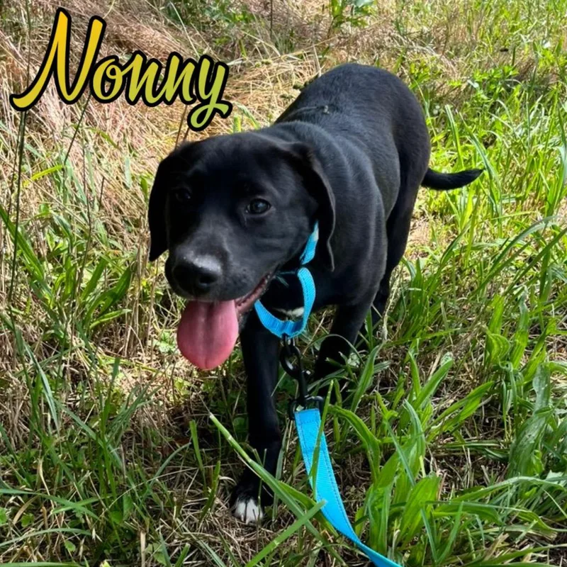 A baby large-sized male Labrador Retriever dog named Nonny for adoption in Hillsboro, OH