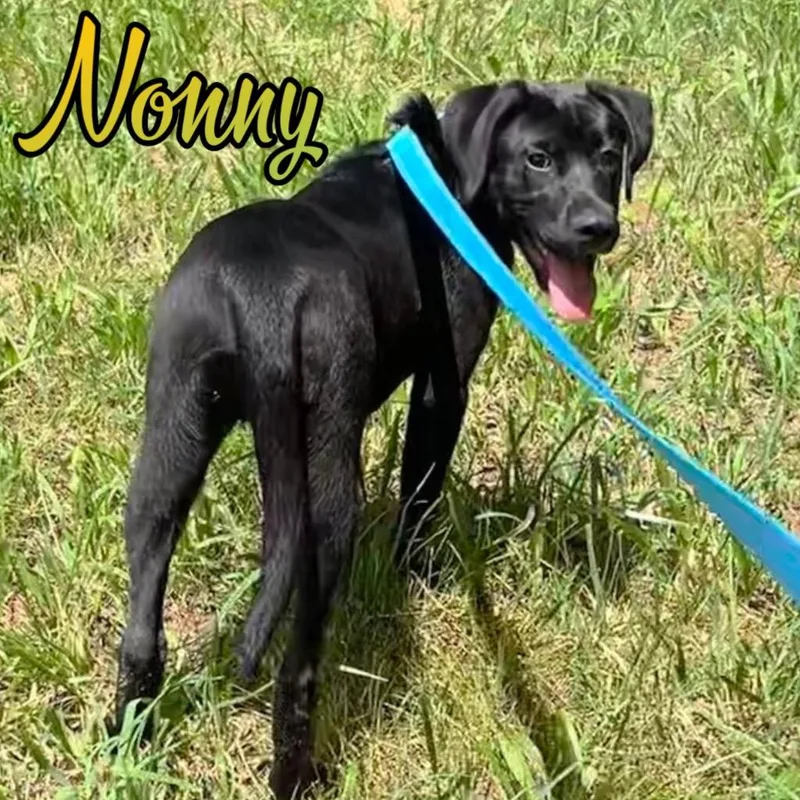 Nonny thumbnail 2