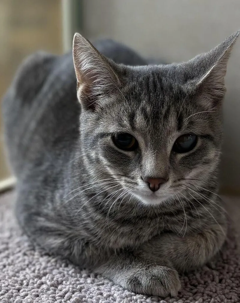 A baby medium-sized male Domestic Short Hair cat named Maudie for adoption in Jackson, MI