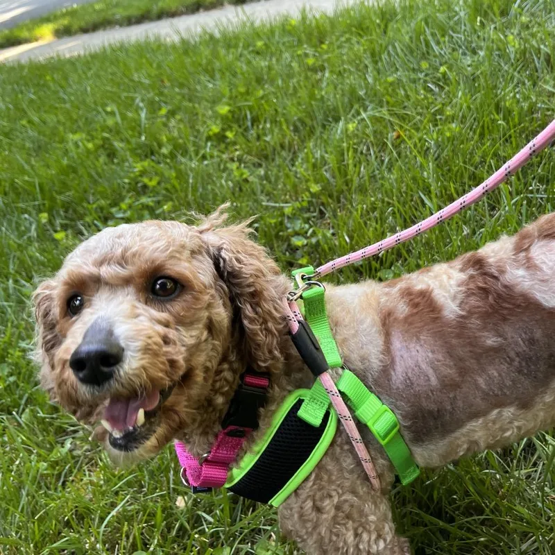 A senior small-sized female Yellow / Tan / Blond / Fawn Poodle dog named Goldie for adoption in Alexandria, VA