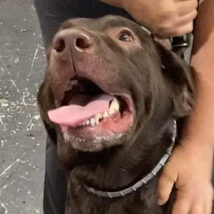 An adult large-sized male Labrador Retriever dog named Kane for adoption in Cincinnati, OH